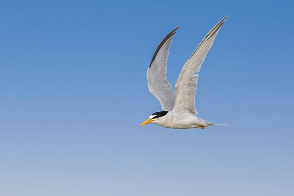Jones, Adam 아티스트의 Least Tern flying-South Padre Island-Texas작품입니다.